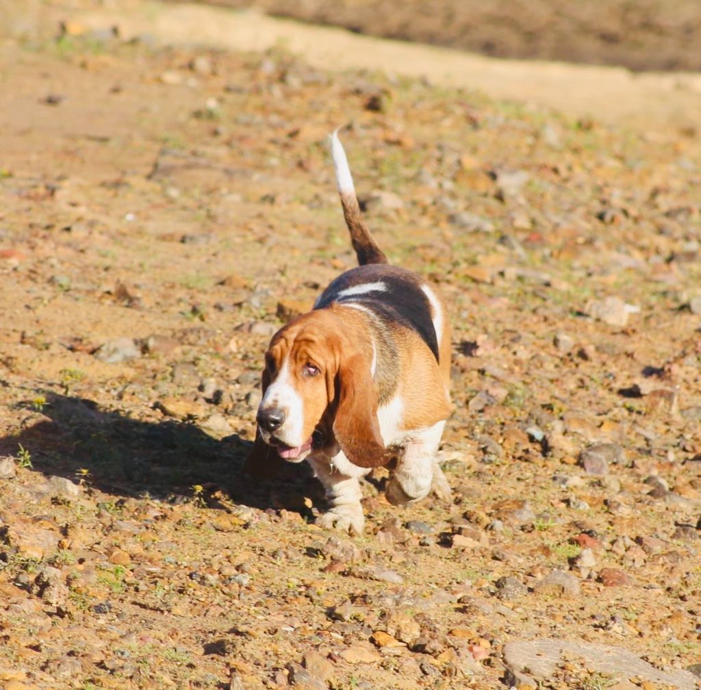 Les Basset Hound de l'affixe La Tribu De Roma