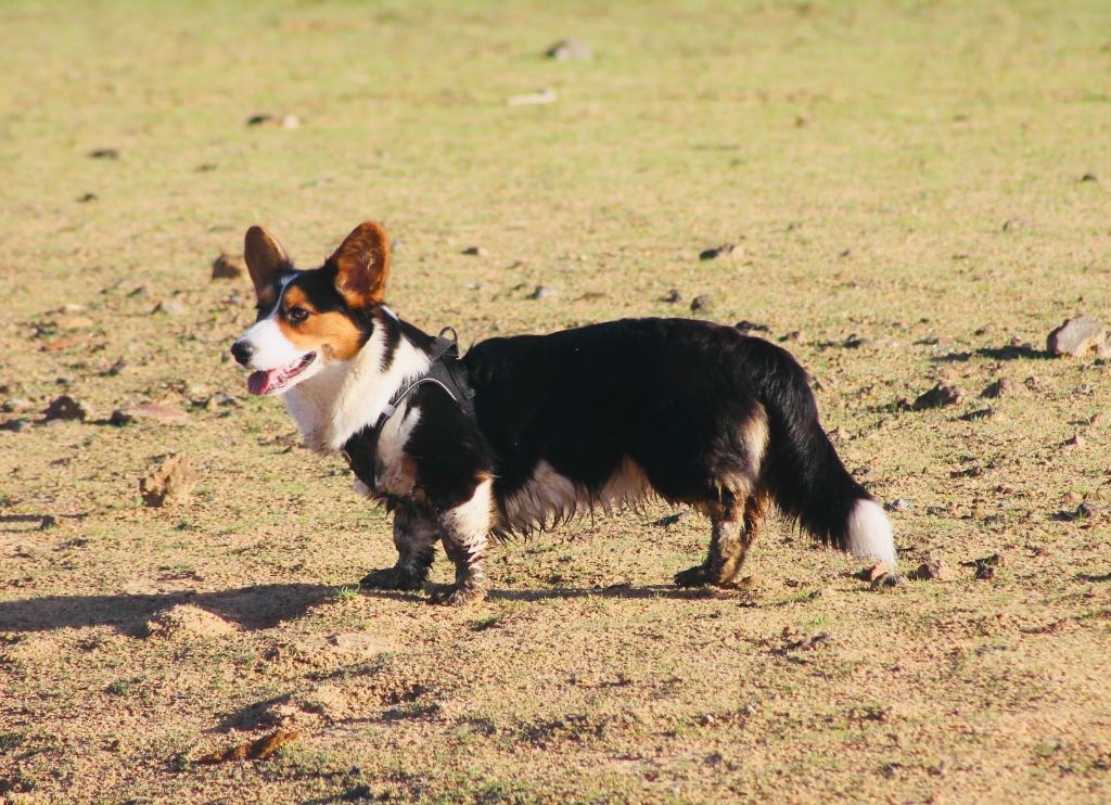 Les Welsh Corgi Cardigan de l'affixe La Tribu De Roma