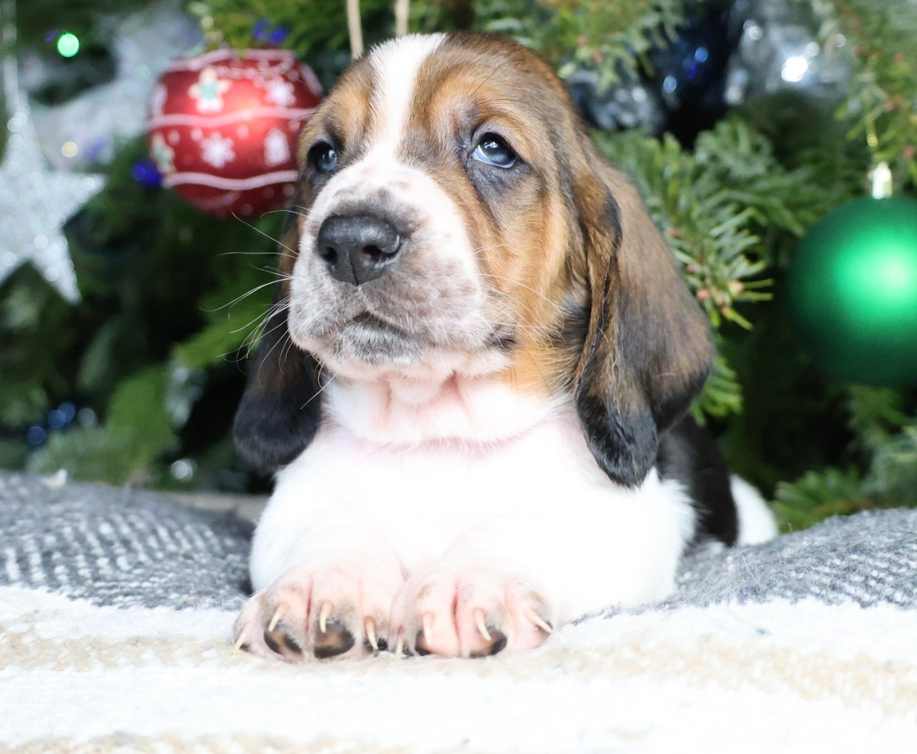 La Tribu De Roma - Chiots disponibles - Basset Hound