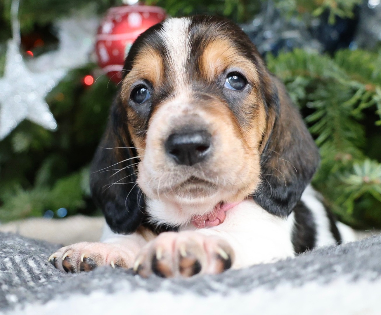 La Tribu De Roma - Chiots disponibles - Basset Hound