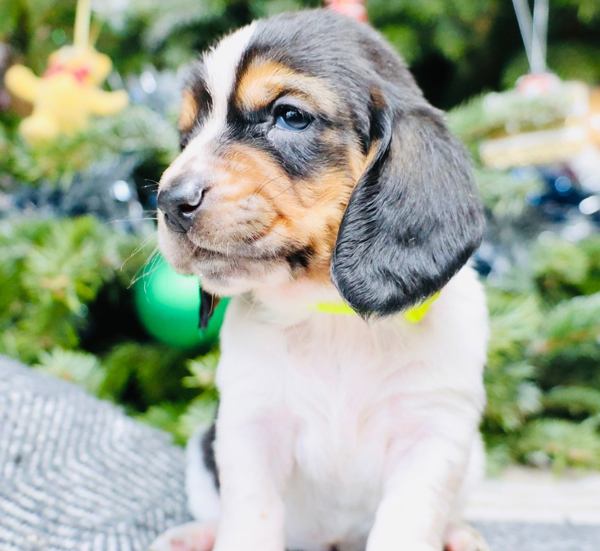 La Tribu De Roma - Chiots disponibles - Basset Hound