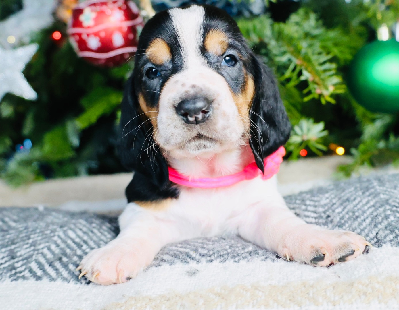 La Tribu De Roma - Chiots disponibles - Basset Hound