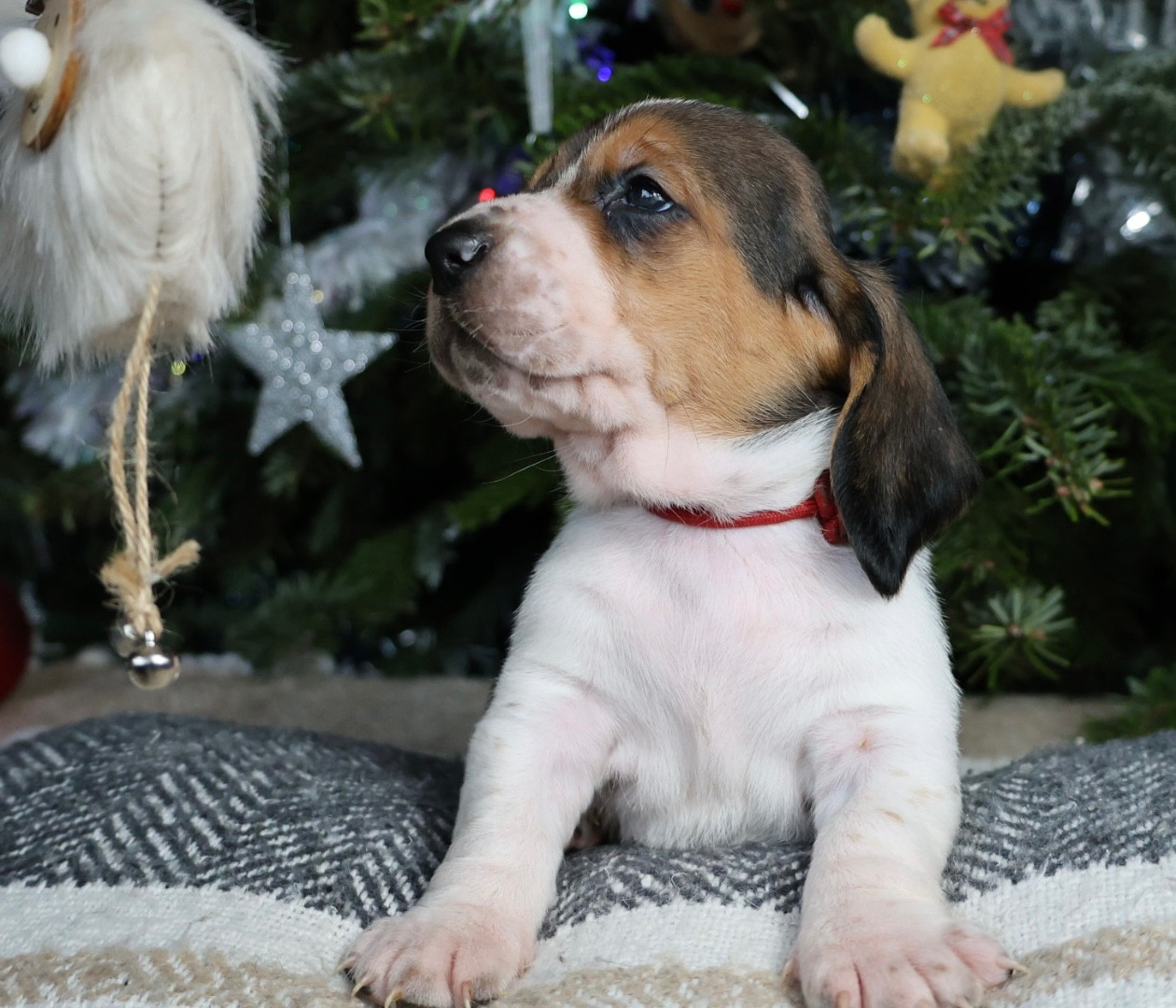 La Tribu De Roma - Chiots disponibles - Basset Hound