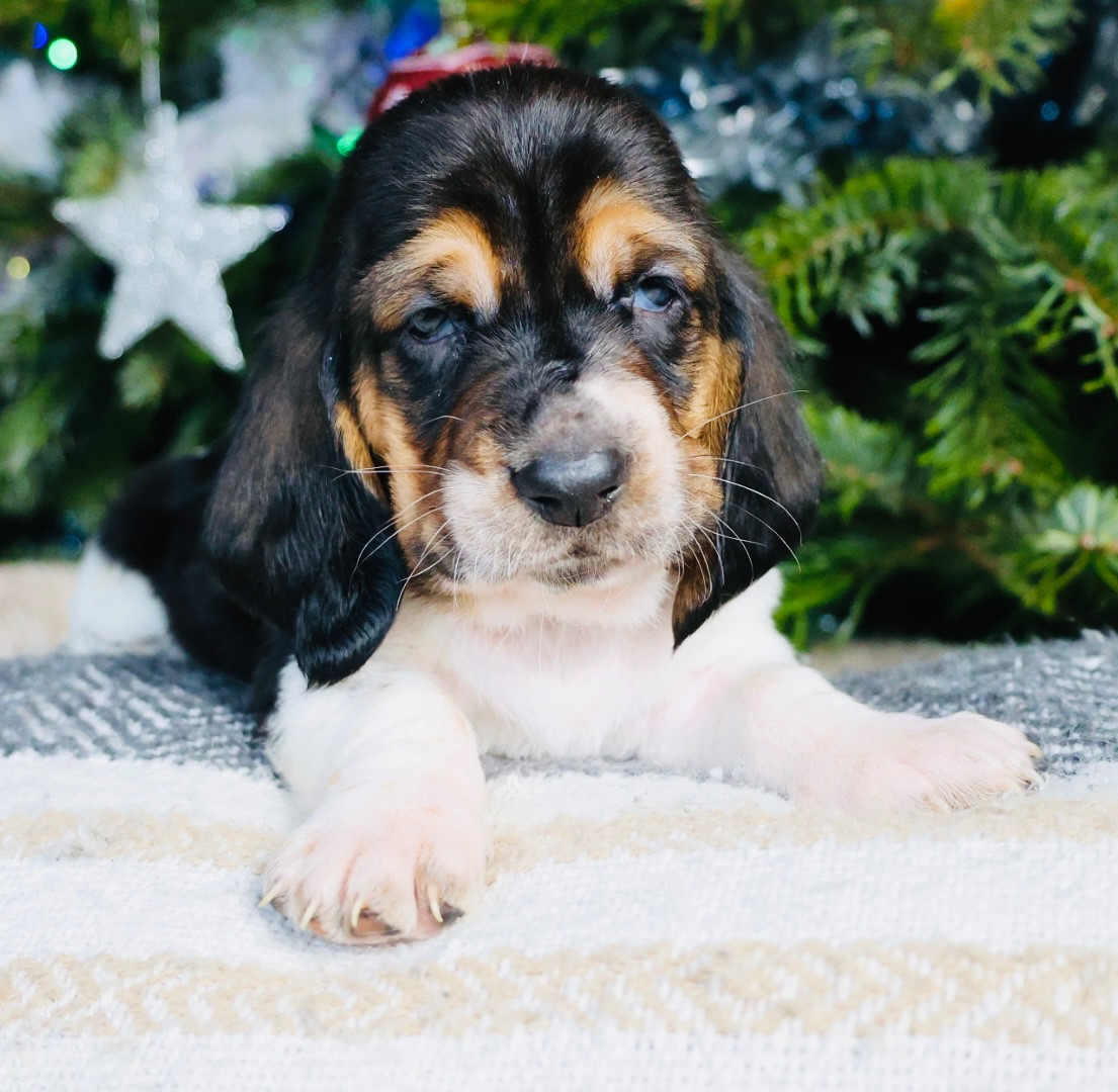 La Tribu De Roma - Chiots disponibles - Basset Hound