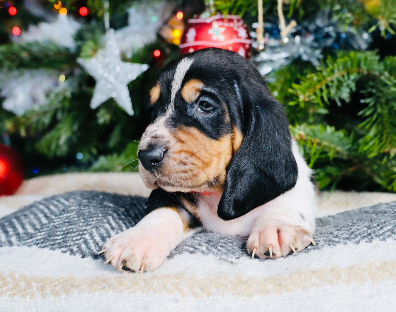 La Tribu De Roma - Chiots disponibles - Basset Hound