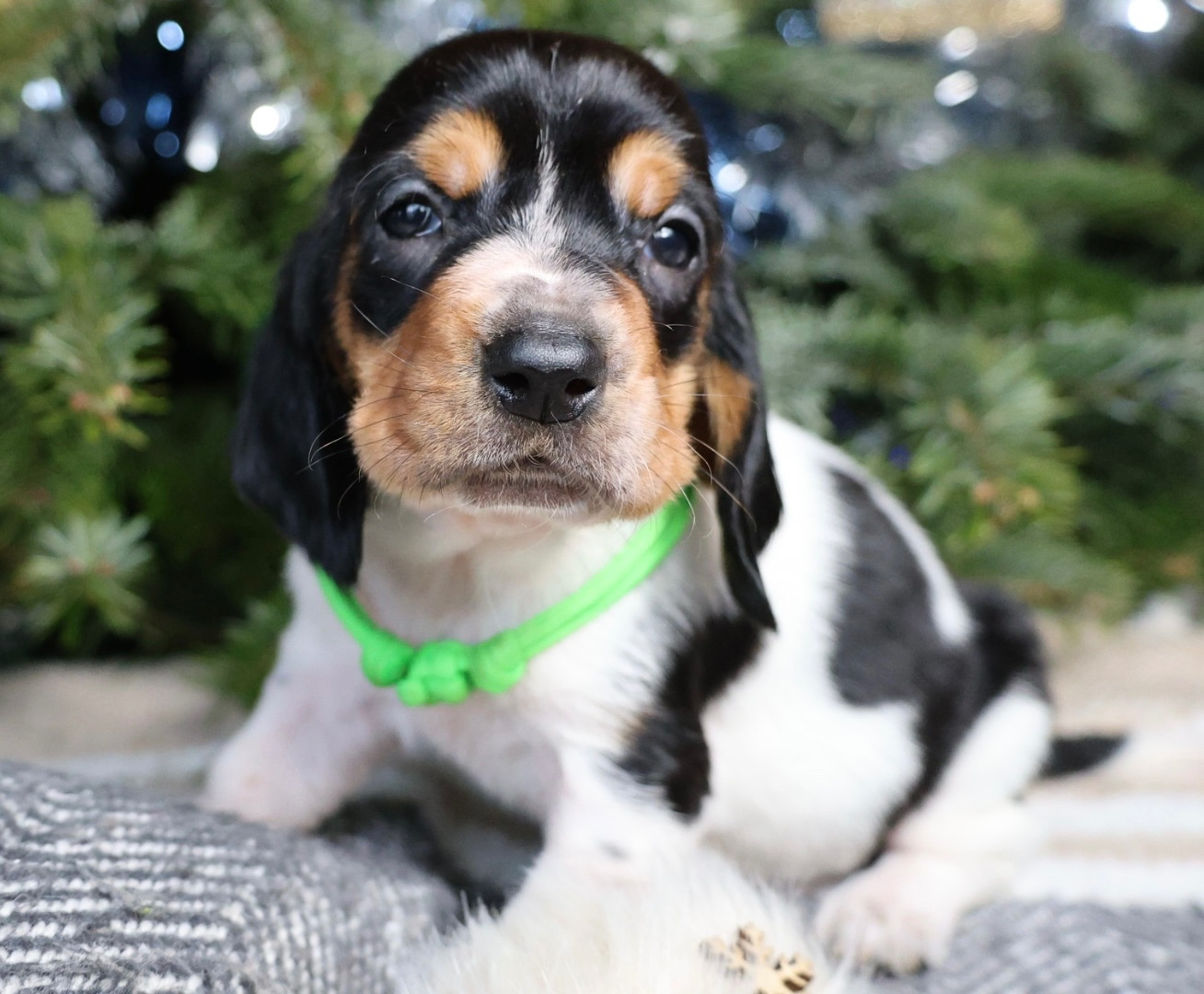 La Tribu De Roma - Chiots disponibles - Basset Hound