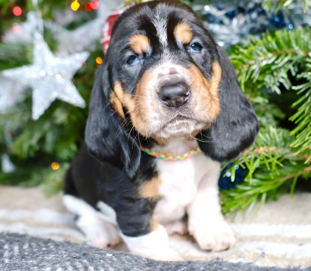 La Tribu De Roma - Chiots disponibles - Basset Hound