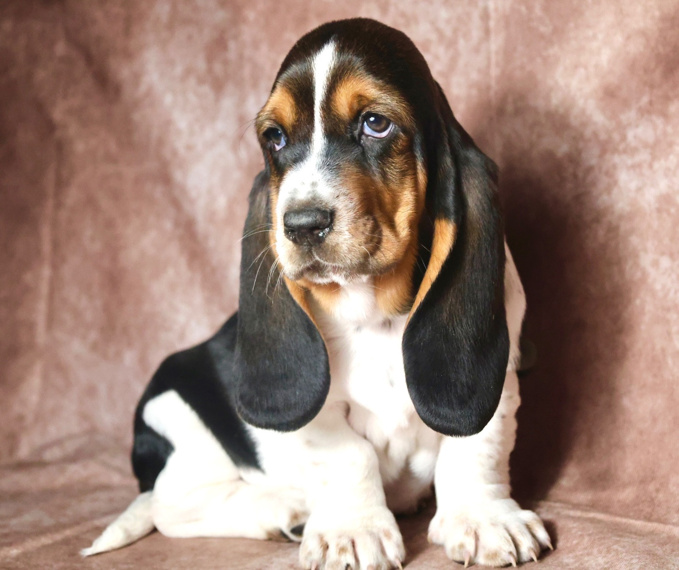 La Tribu De Roma - Chiots disponibles - Basset Hound
