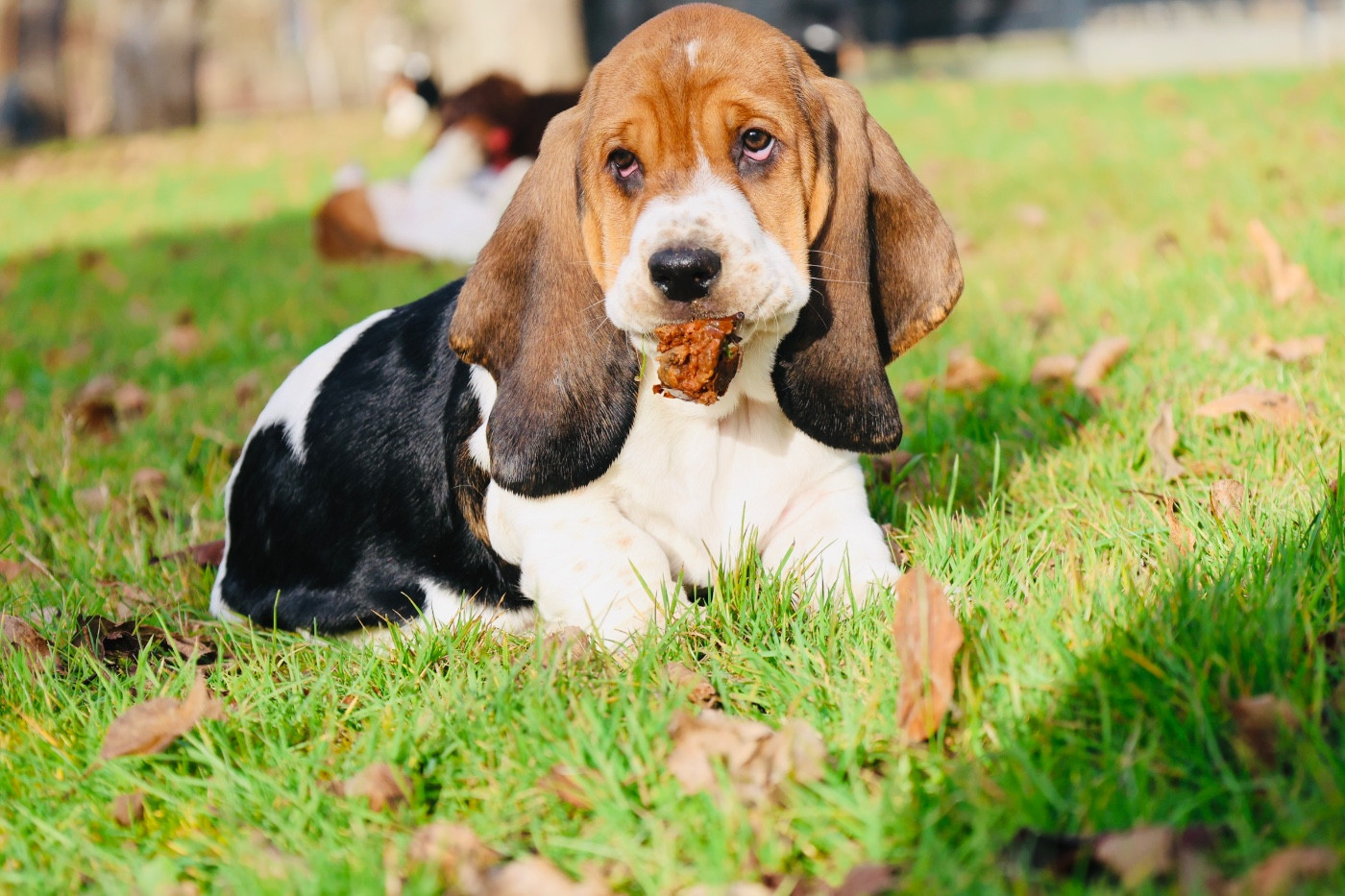 La Tribu De Roma - Chiots disponibles - Basset Hound