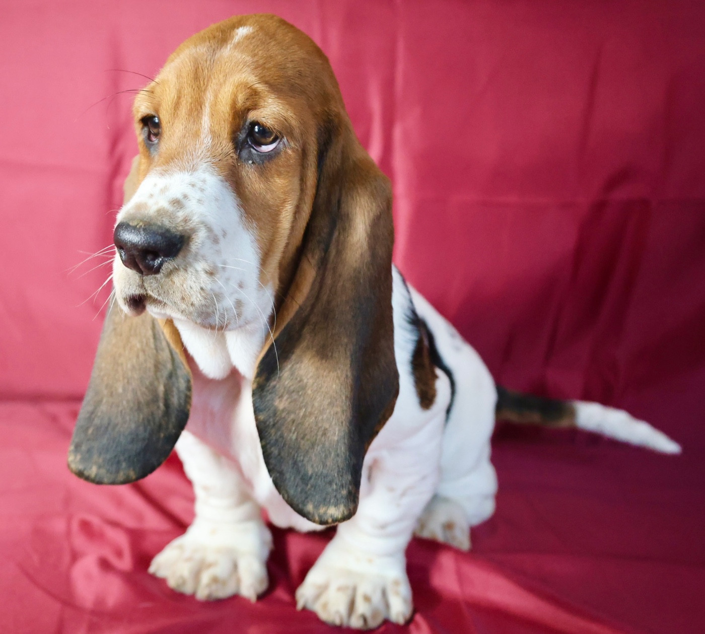 La Tribu De Roma - Chiots disponibles - Basset Hound
