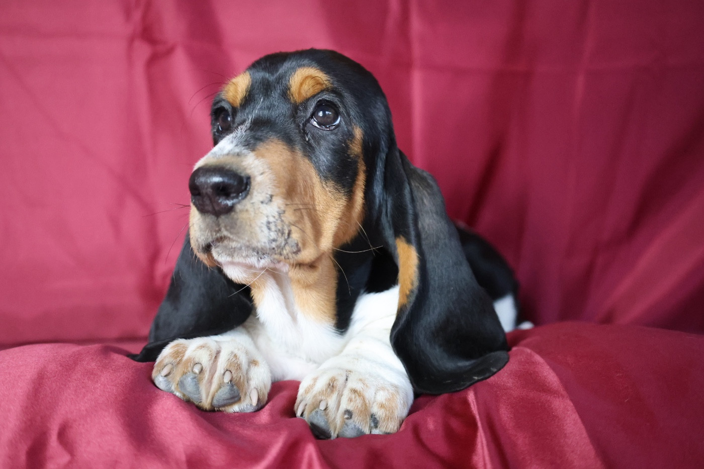 La Tribu De Roma - Chiots disponibles - Basset Hound