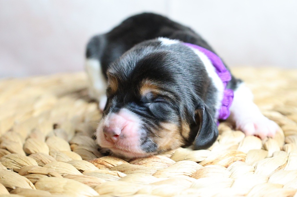 La Tribu De Roma - Chiots disponibles - Basset Hound