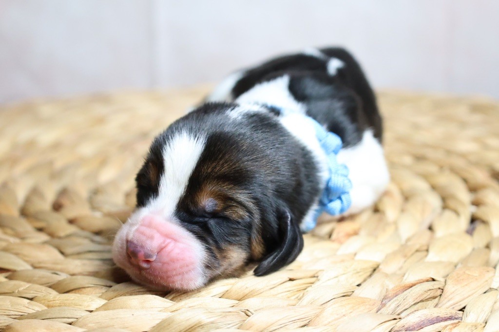 La Tribu De Roma - Chiots disponibles - Basset Hound