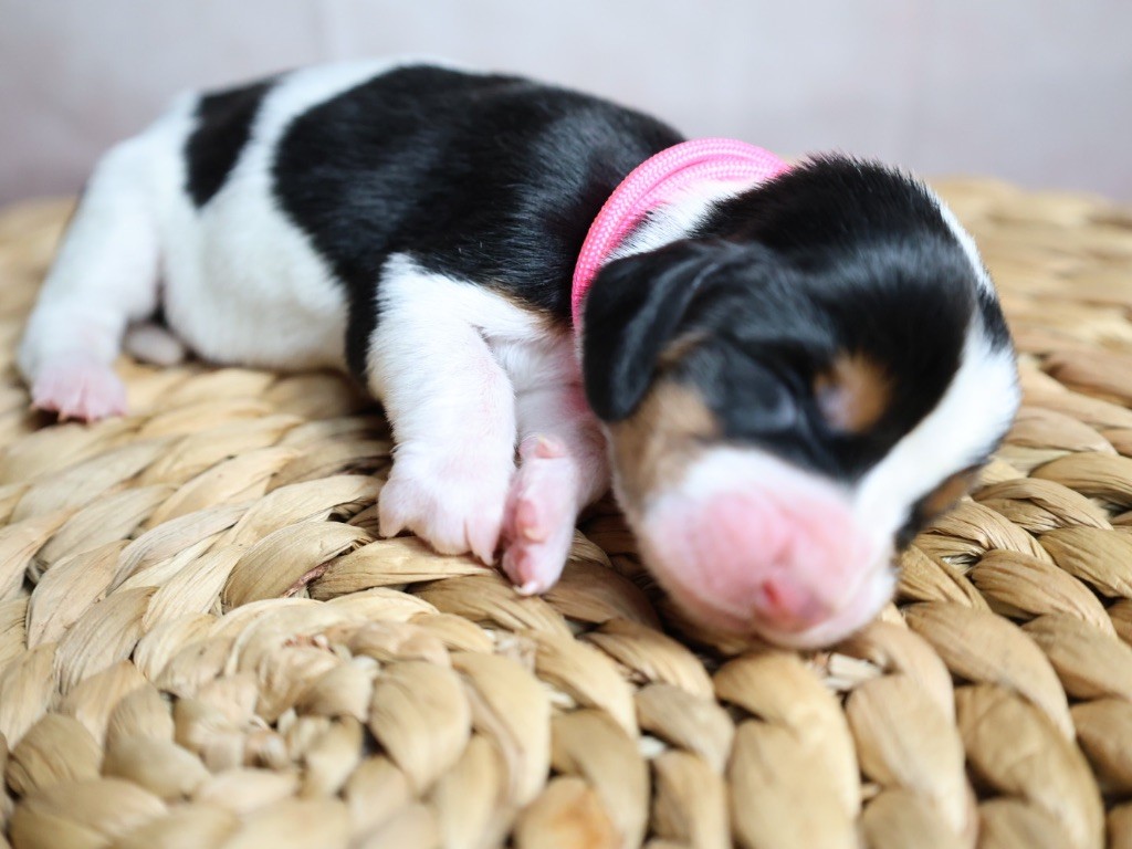 La Tribu De Roma - Chiots disponibles - Basset Hound