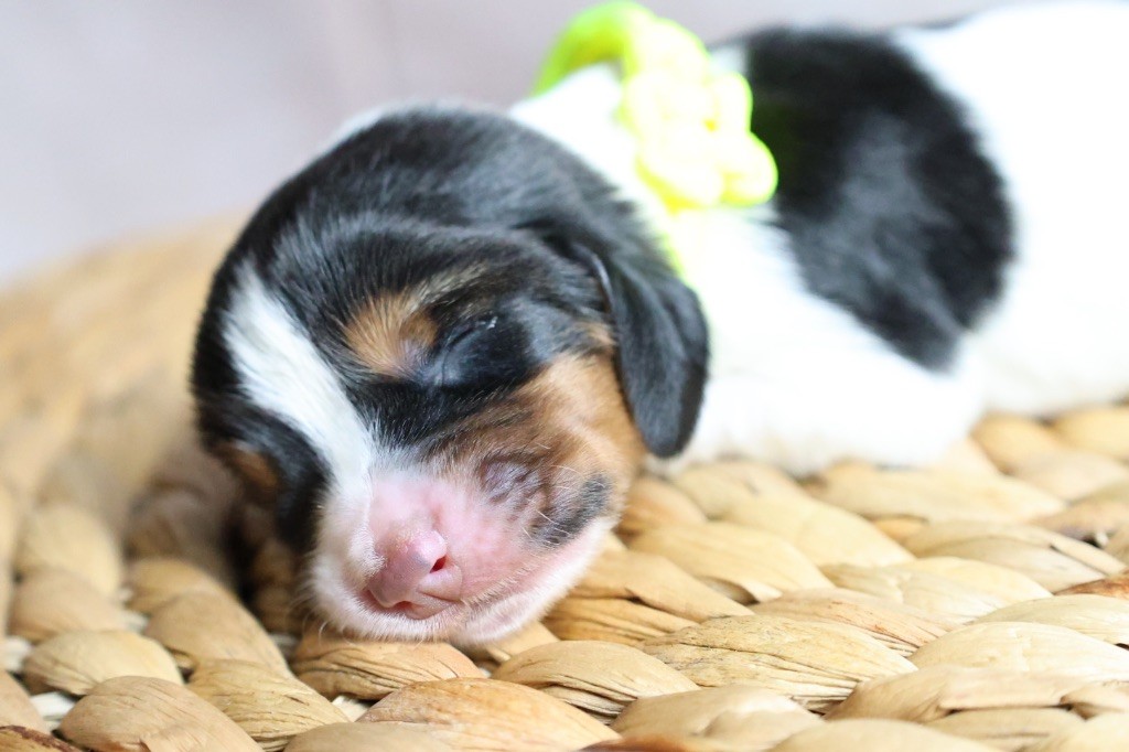 La Tribu De Roma - Chiots disponibles - Basset Hound