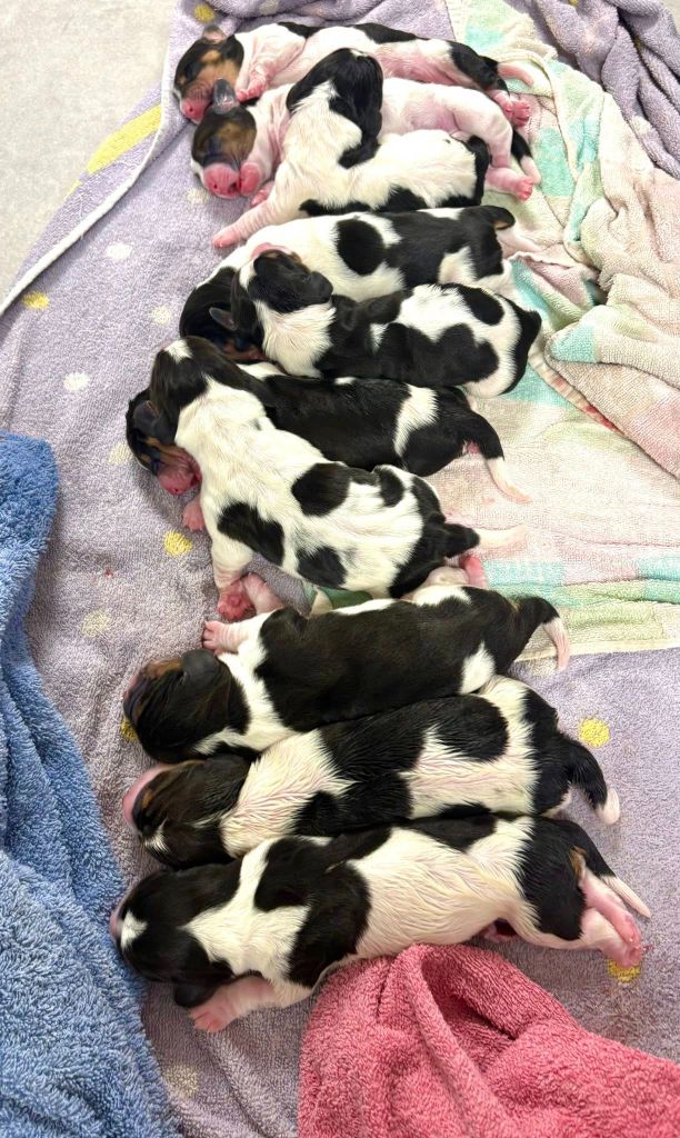 Chiot Basset Hound La Tribu De Roma