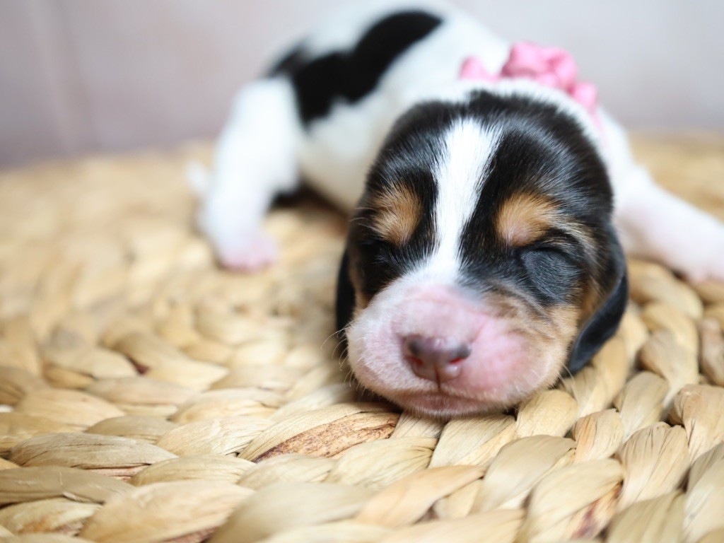 La Tribu De Roma - Chiots disponibles - Basset Hound