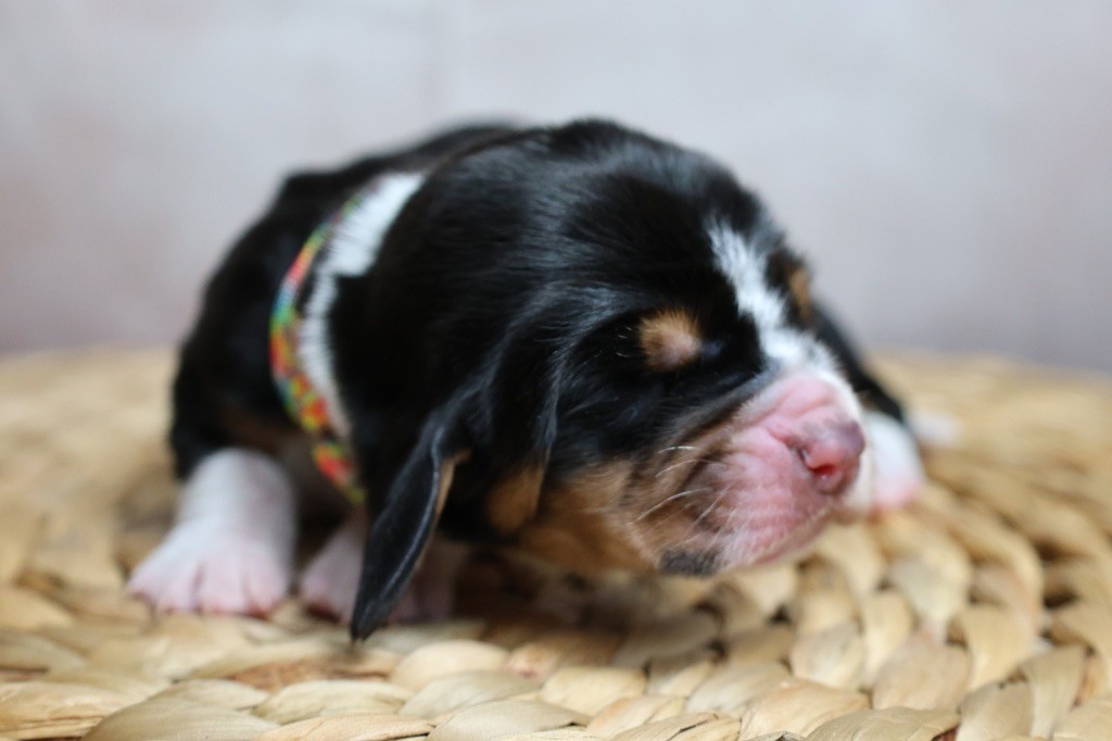 La Tribu De Roma - Chiots disponibles - Basset Hound