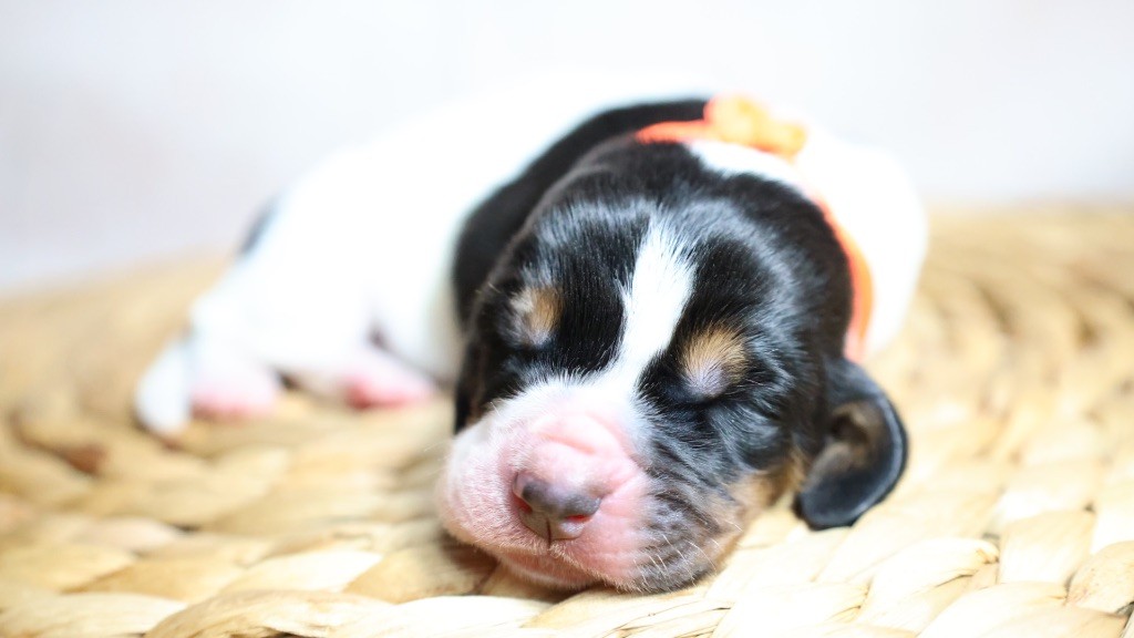 La Tribu De Roma - Chiots disponibles - Basset Hound