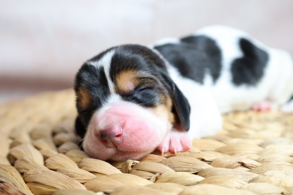 La Tribu De Roma - Chiots disponibles - Basset Hound