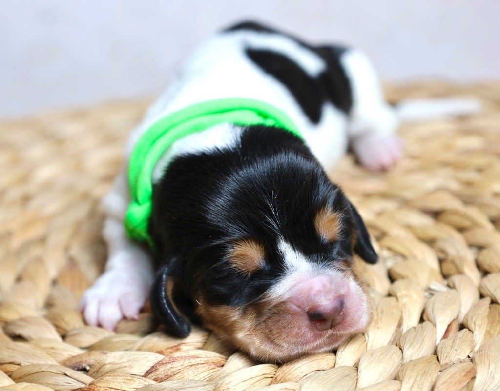 La Tribu De Roma - Chiots disponibles - Basset Hound